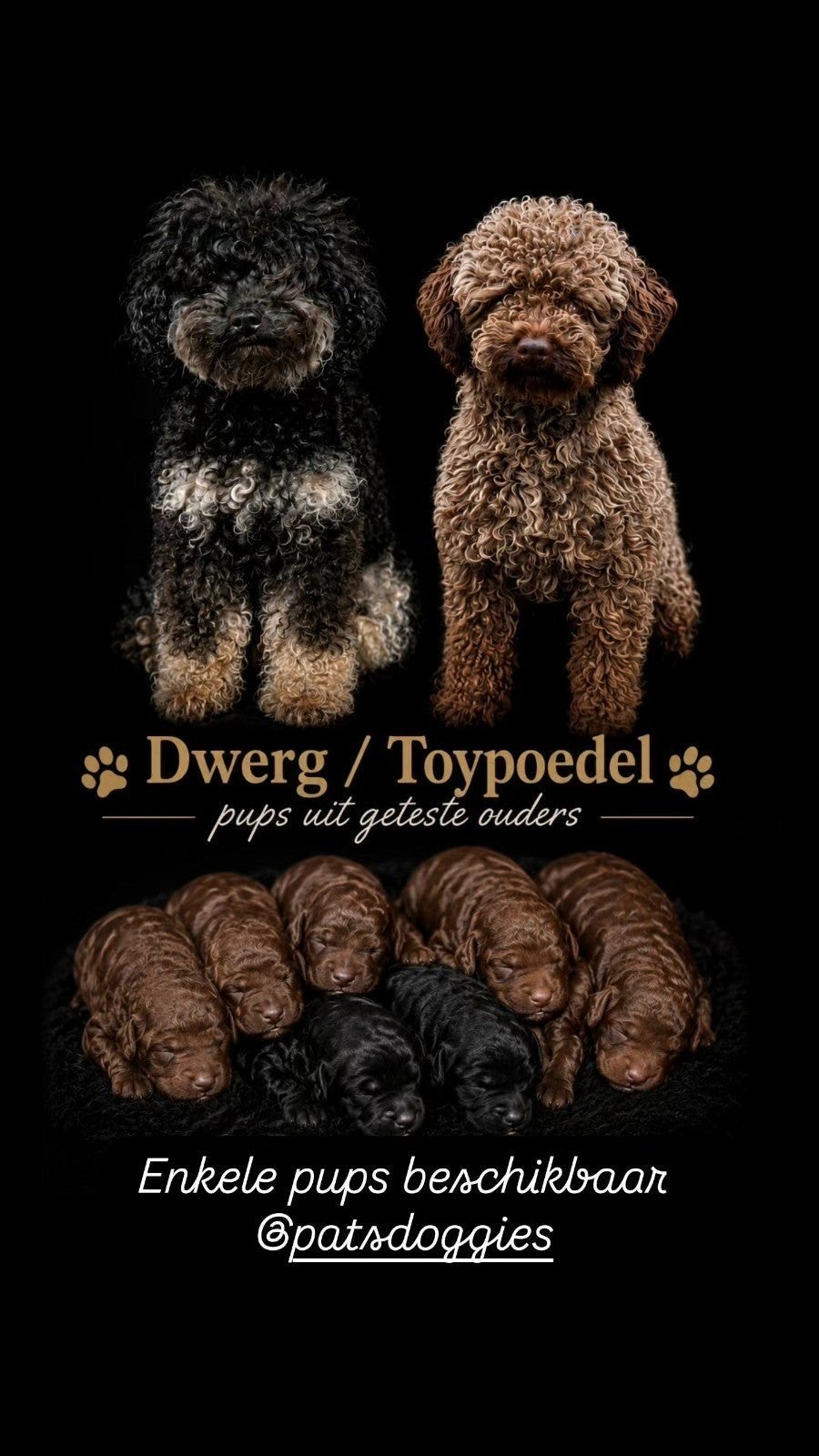 Dwerg / Toypoedel pups uit geteste ouders *Toy poedel*, Poedel, Parvo, 8 tot 15 weken, Meerdere