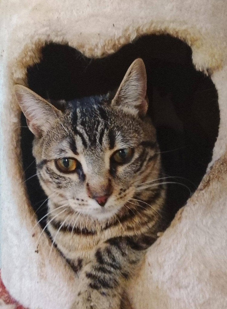 Jarela, Cojito, 1-10-2025 gered uit het asiel, Kater, Kortharig, 0 tot 2 jaar