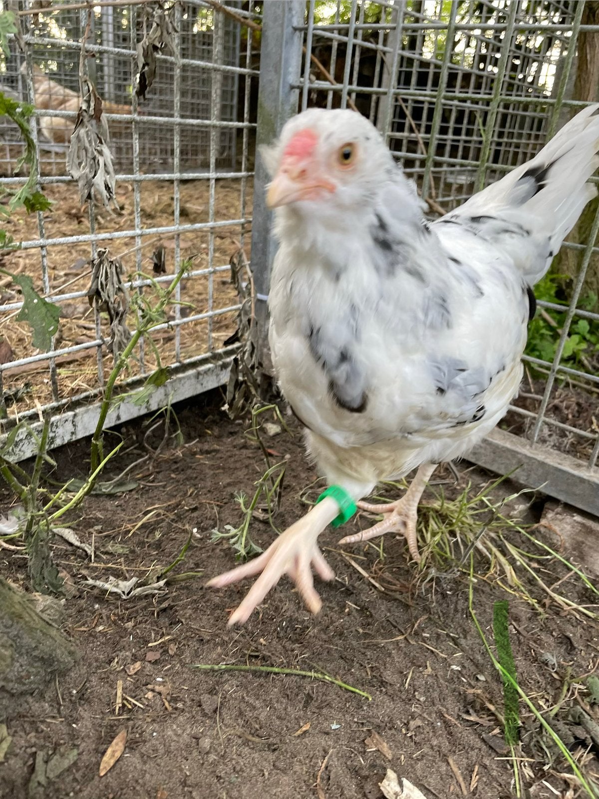 Ameraucana ermine haantje. Groenlegger/blauwlegger., Dieren en Toebehoren, Pluimvee, Mannelijk, Kip