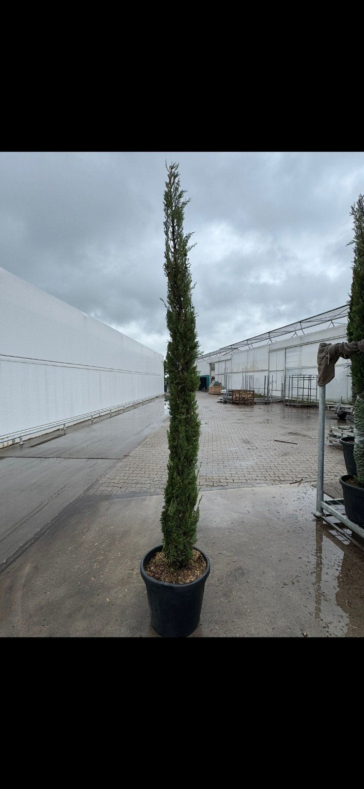 Cupressus sempervirens 250-300 cm -Wees er snel bij!- Cipres, Overige soorten, Volle zon, Vaste plant, Ophalen of Verzenden