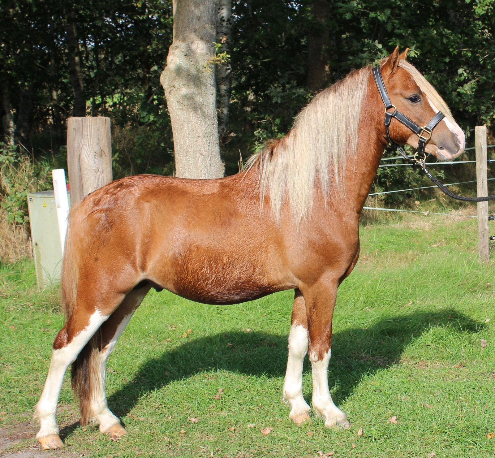 Mooie welsh ponys!, Dieren en Toebehoren, Hengst, Onbeleerd, B pony (1.17m tot 1.27m), 3 tot 6 jaar