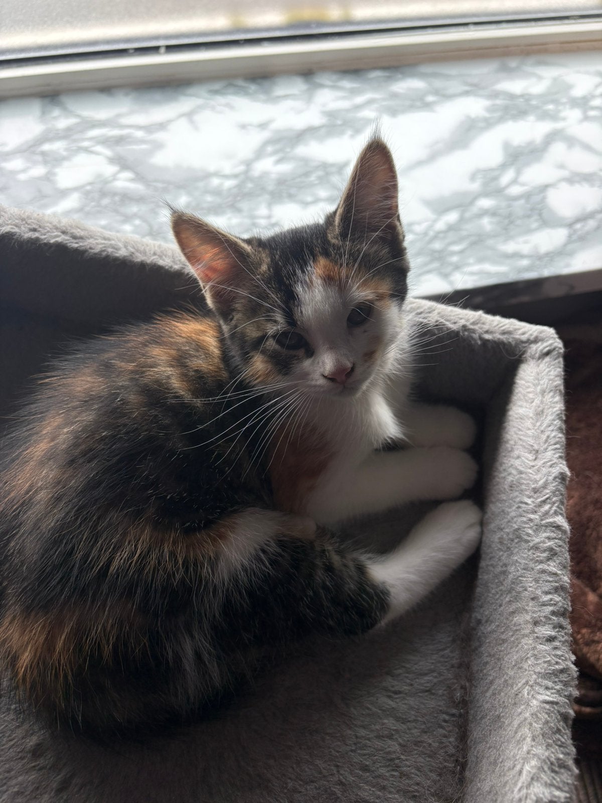 Maine coon kitten, Kater, Ontwormd, 0 tot 2 jaar