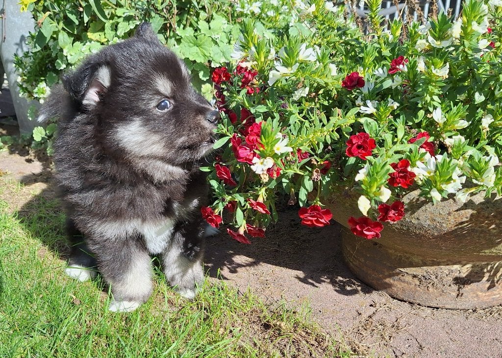 Pomsky / Mini Husky pup reu zwart/wit fluffy, CDV (hondenziekte), 8 tot 15 weken, Eén hond, Nederland