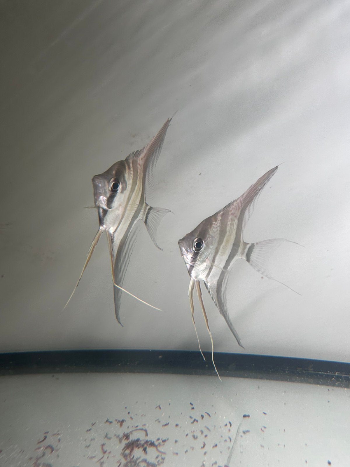 3 x Pterophyllum altum var, Inirida, Vis, Zoetwatervis