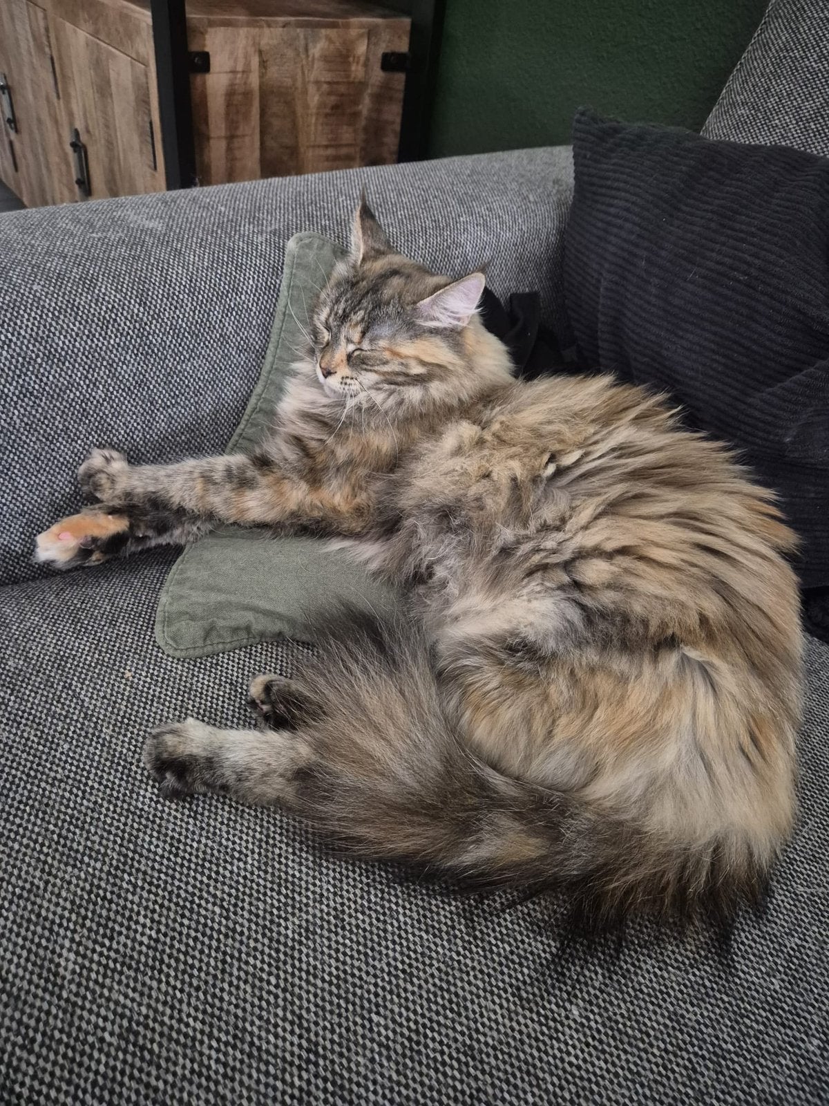 Siberische katten herplaatsers, Dieren en Toebehoren, Meerdere dieren, Met stamboom