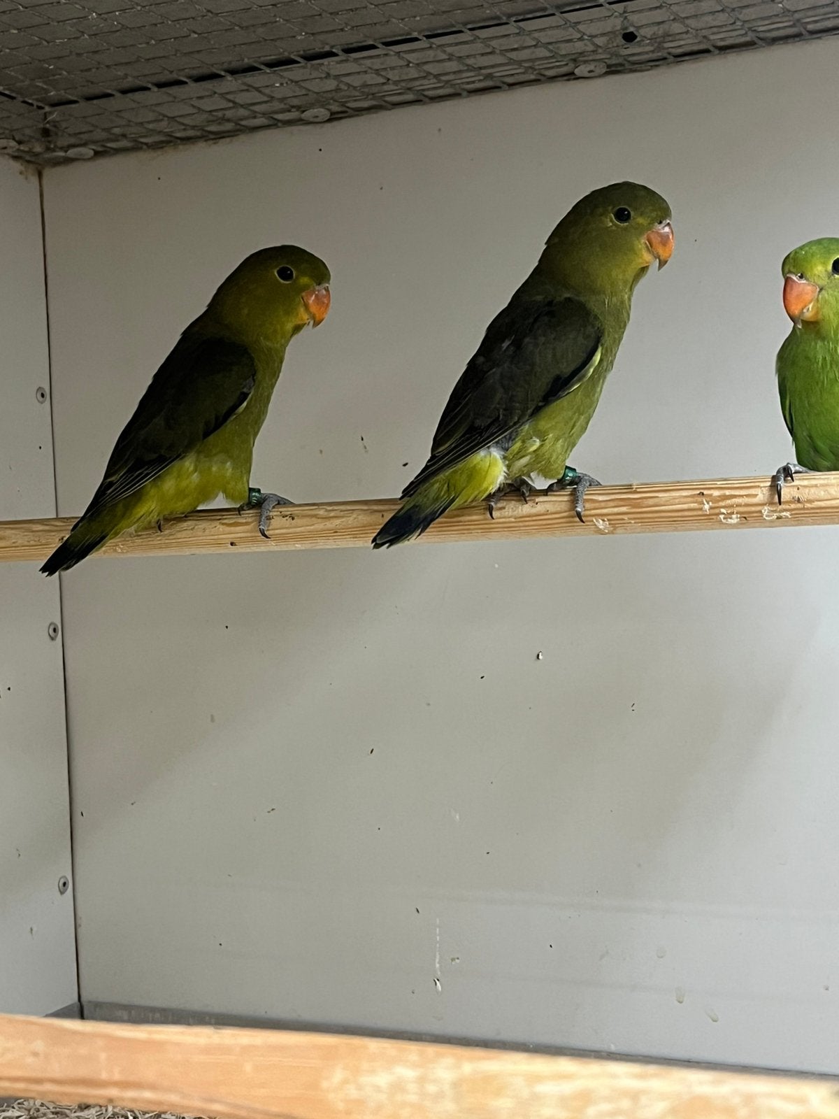 Jonge Agapornis Taranta, Meerdere dieren, Dwergpapegaai of Agapornis, Geringd
