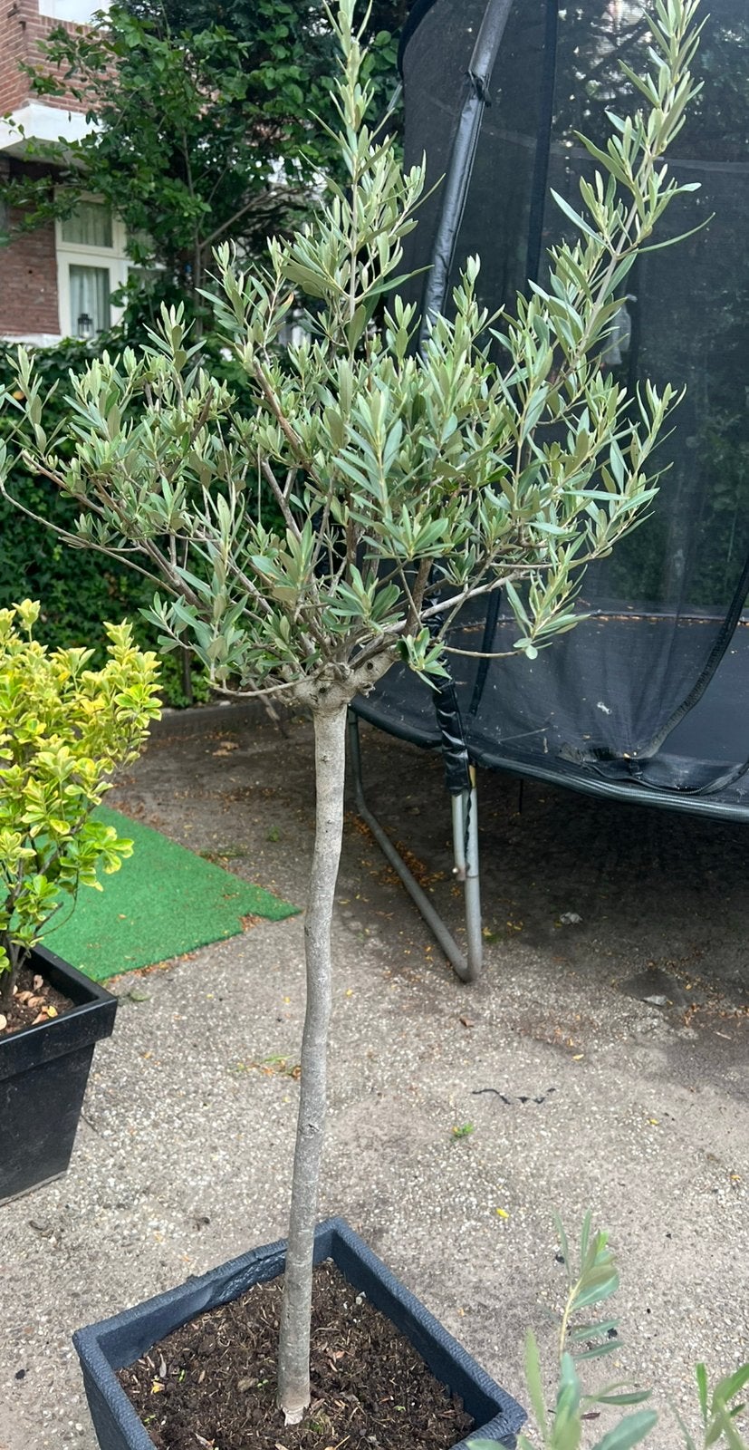 Grote Olijfboom op Stam – 2,5 Meter Hoog, Tuin en Terras, Planten | Bomen, 100 tot 250 cm, Olijfboom, Zomer, Ophalen