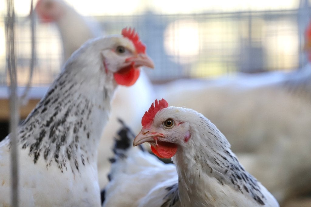 Sussex Columbia | Goede leggers | Rustige kippen, Dieren en Toebehoren, Vrouwelijk, Kip