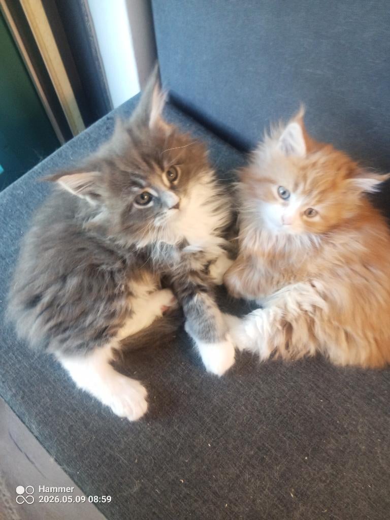 Russische Maine Coon kittens met stamboom, Meerdere dieren, Met stamboom, 0 tot 2 jaar