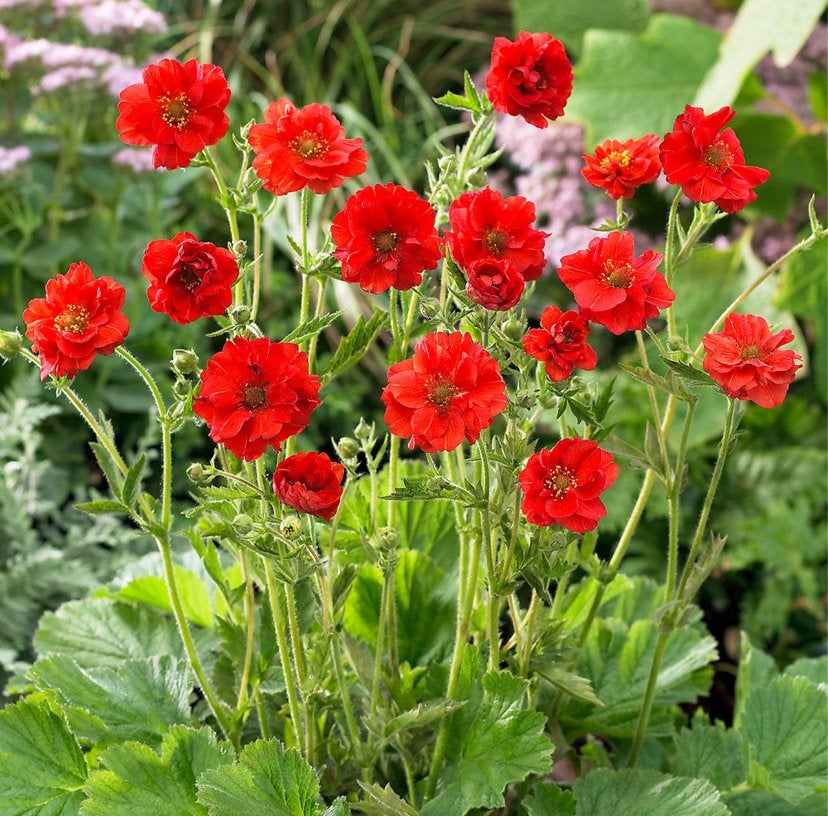 Tuinplanten - Geum - Chemievrij - P9, Tuin en Terras, Overige soorten, Volle zon, Vaste plant, Ophalen of Verzenden