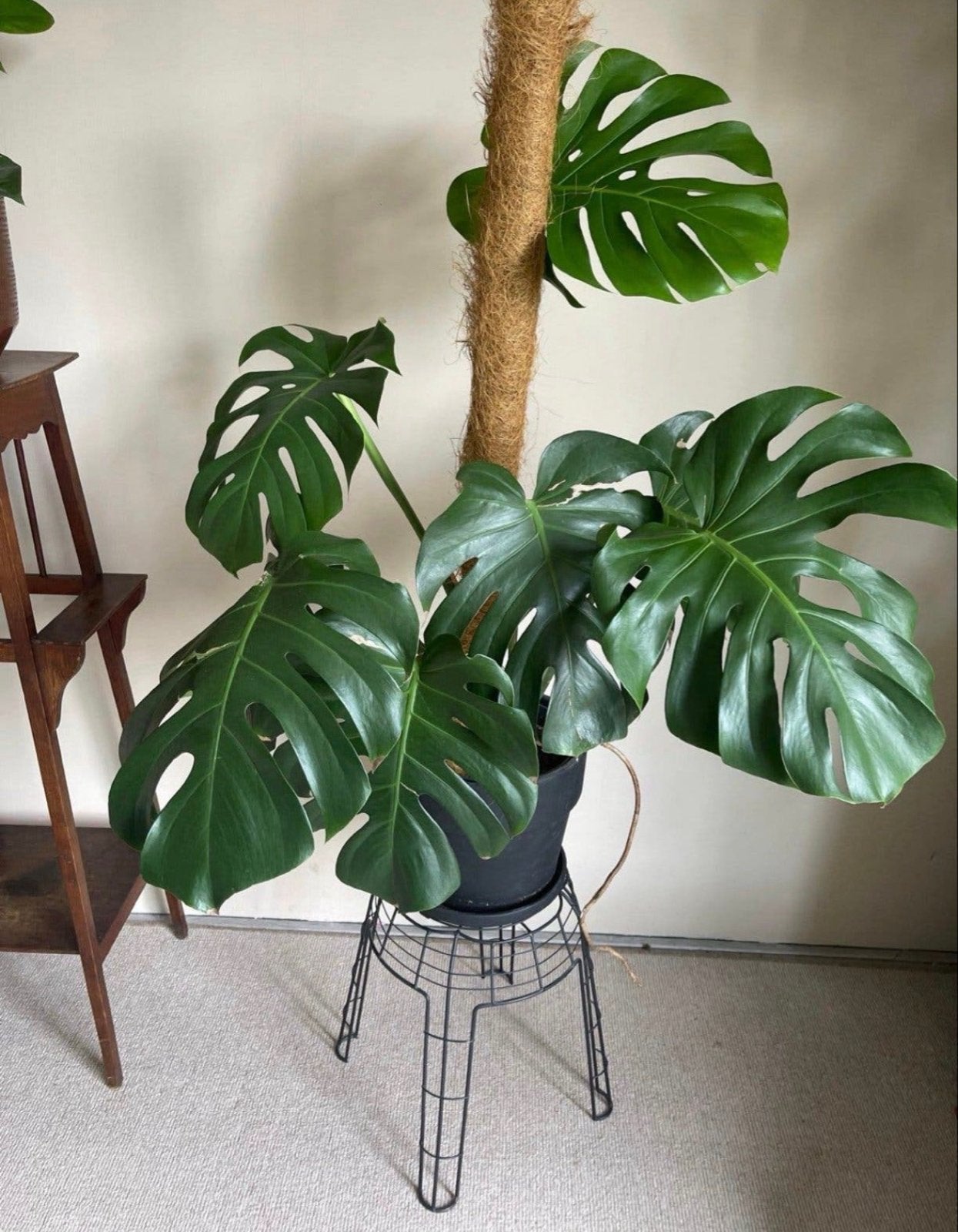 Grote Monstera plant met pot en krukje, 100 tot 150 cm, Overige soorten, Ophalen of Verzenden, In pot