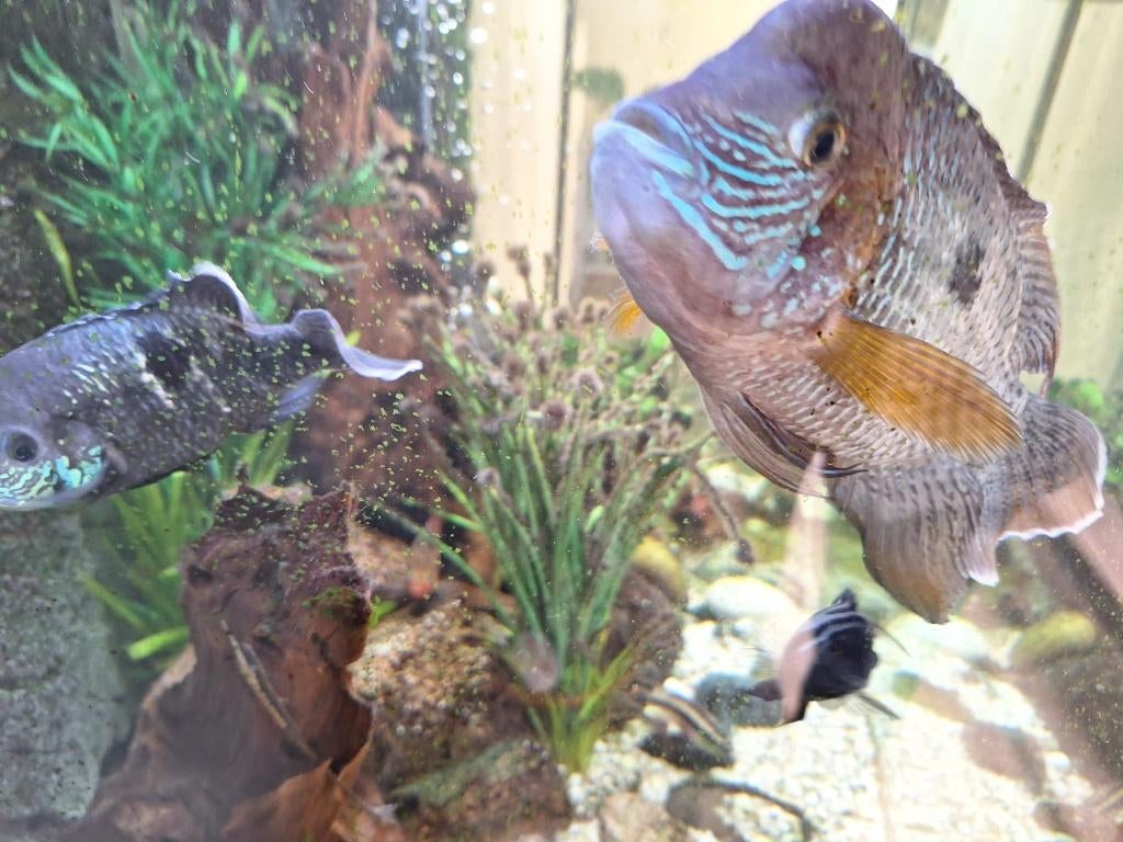 Tropische Ciclyde vissen, Dieren en Toebehoren, Vis, Zoetwatervis