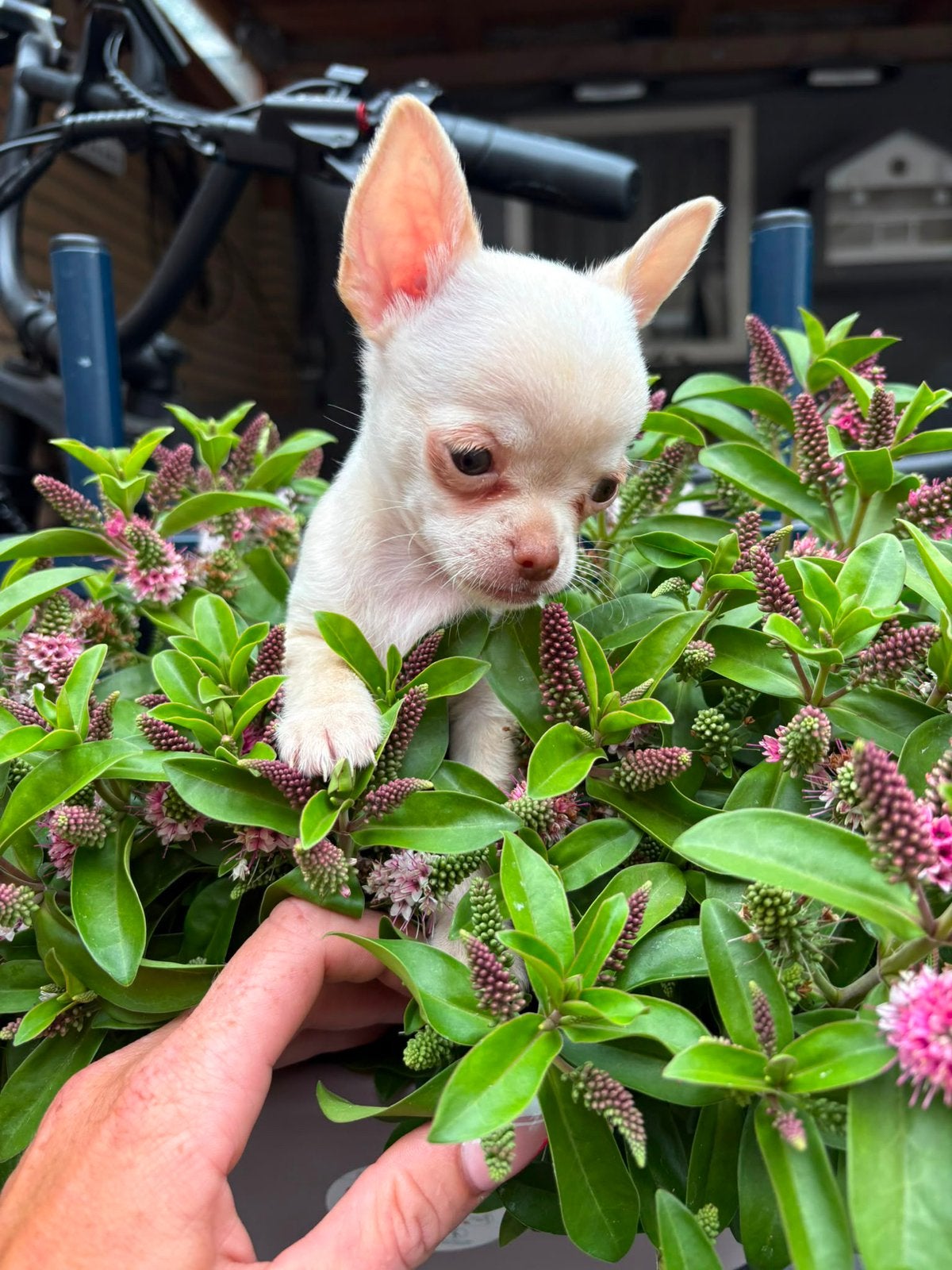 Raszuiver chihuahua 100 procent, Dieren en Toebehoren, Reu, 8 tot 15 weken, Parvo, Meerdere