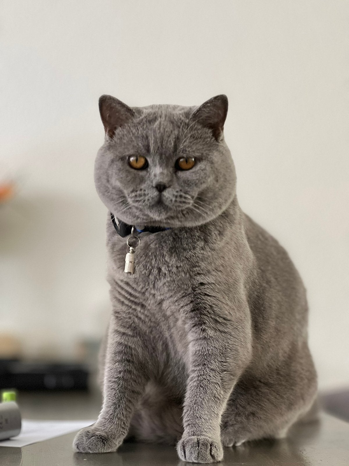 Britse Korthaar dekkater beschikbaar - Gezond en selectief, Poes