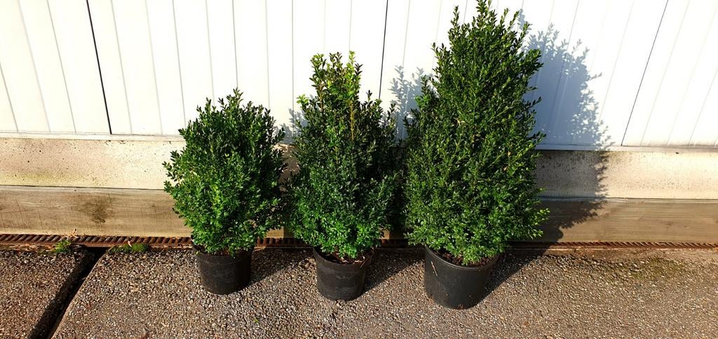Grote buxus struiken, Ophalen, Buxus, Minder dan 100 cm