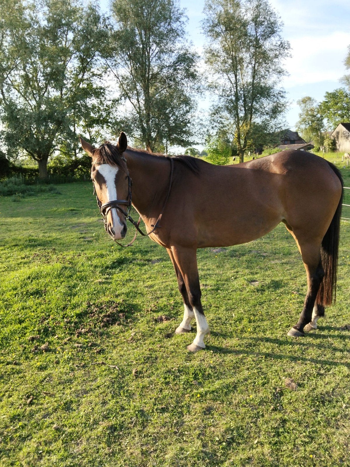 Nieuw huis gezocht voor Gipsy, Dieren en Toebehoren, Paarden, Merrie, Minder dan 160 cm, Recreatiepaard, 7 tot 10 jaar