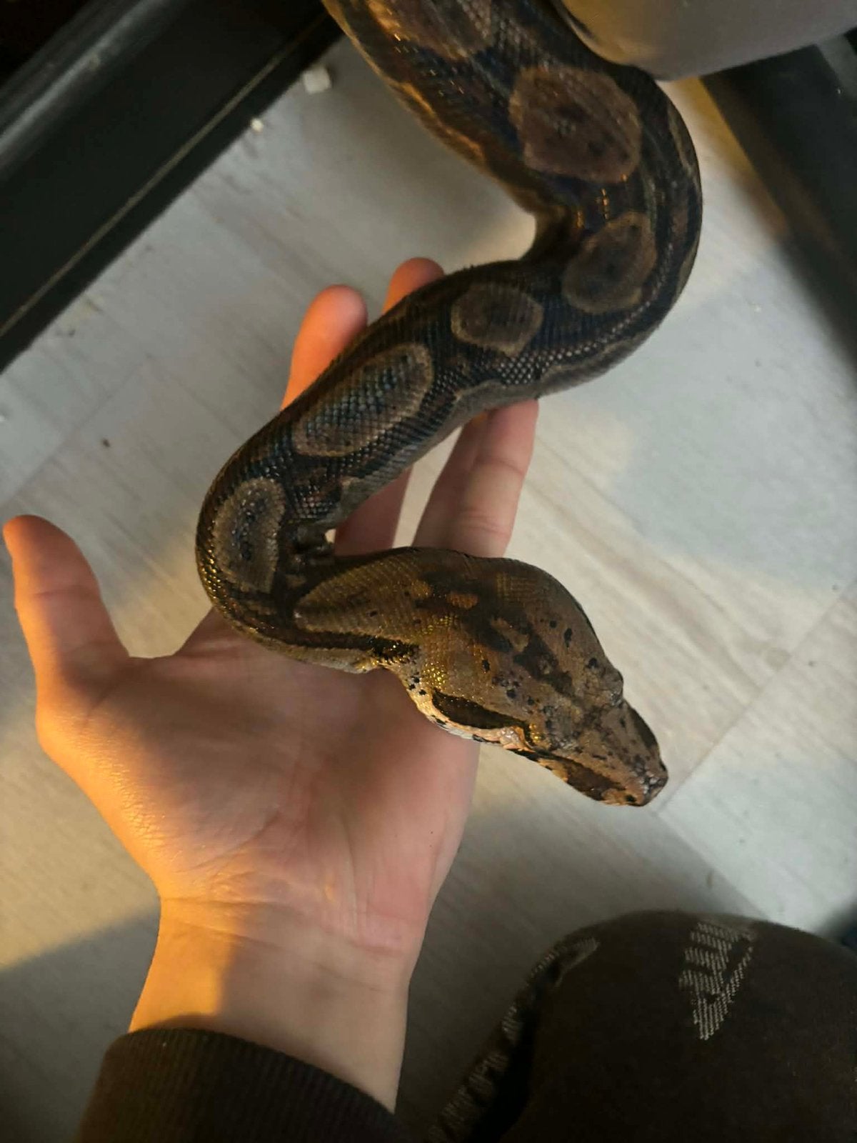 0.1 Sonora Boa Imperator Het Leopard 2018 Boa Constrictor photo 2