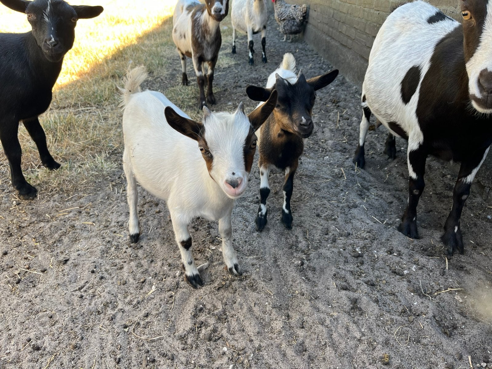 2 mooie dwerggeit lammetjes, Dieren en Toebehoren, Vrouwelijk, Geit, 0 tot 2 jaar