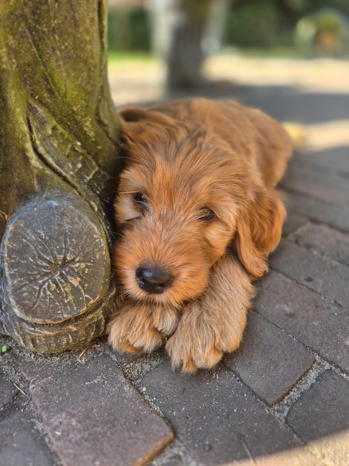 labradoodle pups abrikooskleur: mogen nest verlaten!, Dieren en Toebehoren, Honden | Retrievers, Spaniëls en Waterhonden, Overige rassen