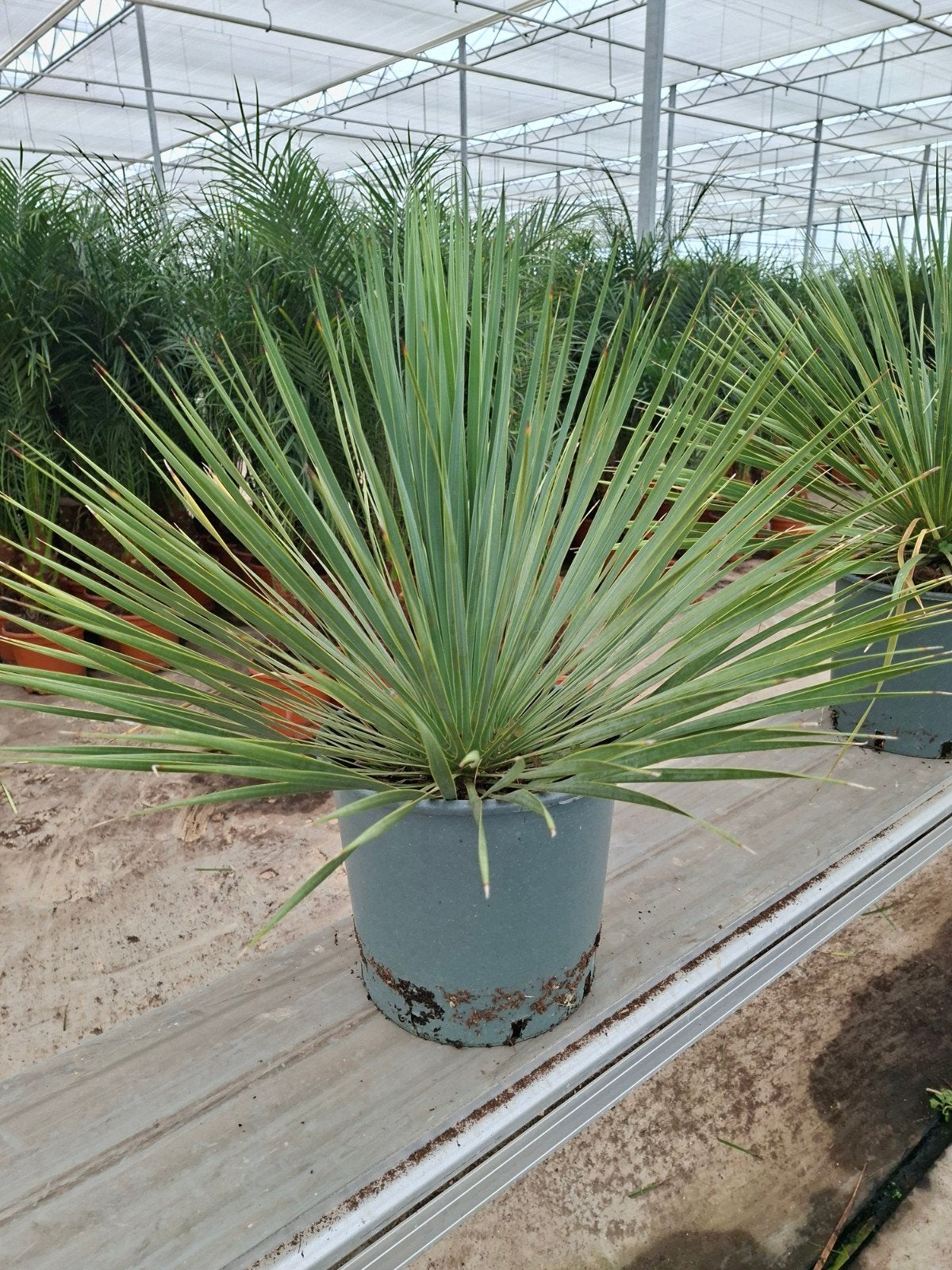 Yucca Rostrata pot 27  - Winterhard-15, Ophalen, Volle zon