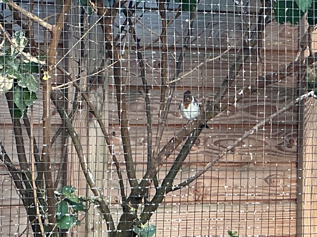 Roodkuifkardinalen, roodkuifkardinaal, Meerdere dieren, Tropenvogel, Geringd