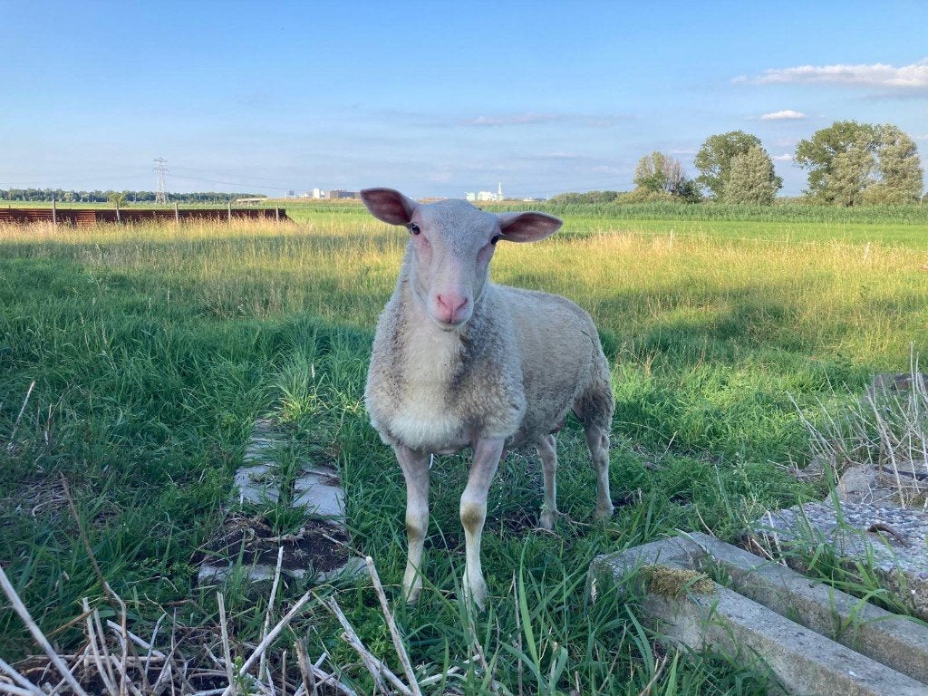 Melkschapen ramlam kruising (geboortedatum 13 maart 2026), Dieren en Toebehoren, Schapen, Geiten en Varkens, Mannelijk, Schaap