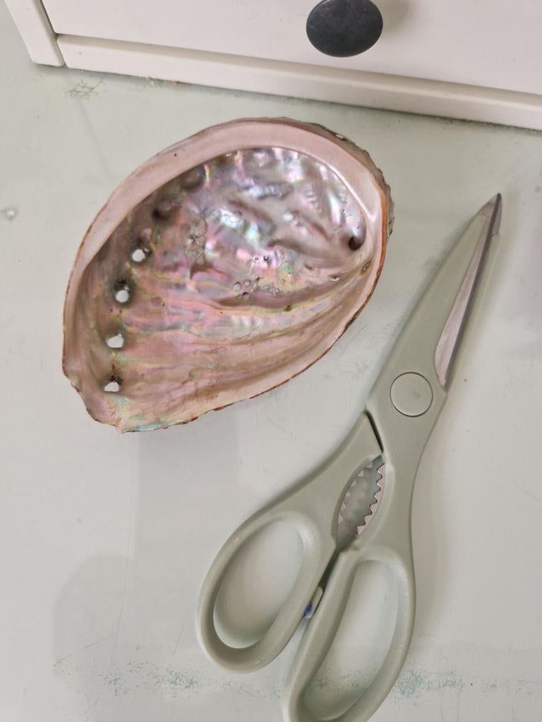 Abaloneschelp, Huis en Inrichting, Woonaccessoires | Overige, Ophalen of Verzenden, Zo goed als nieuw