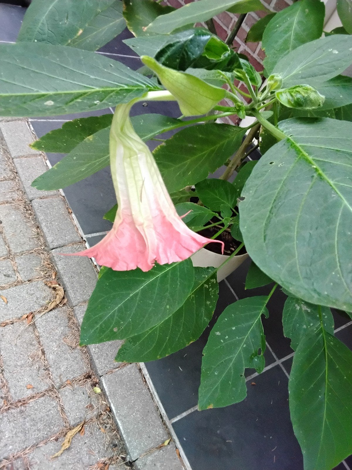 Trompetplant (Brugmansia) met gele, roze en witte bloemen, Volle zon, Vaste plant, Zomer, Ophalen
