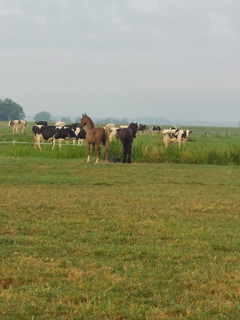 Plek voor ruin en merrie!!, Dieren en Toebehoren, Stalling en Weidegang, Weidegang, 2 of 3 paarden of pony's