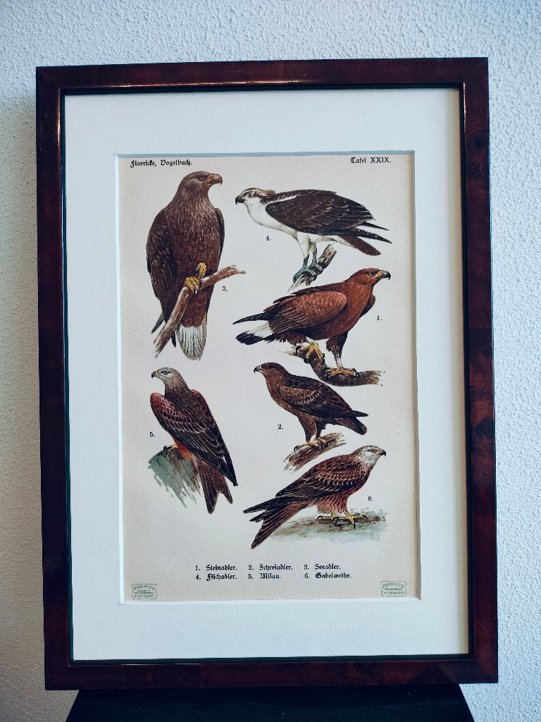 Litho Floericke Steen- Zee- Vis Arend Wouw 1922, Antiek en Kunst, Kunst | Litho's en Zeefdrukken, Ophalen of Verzenden