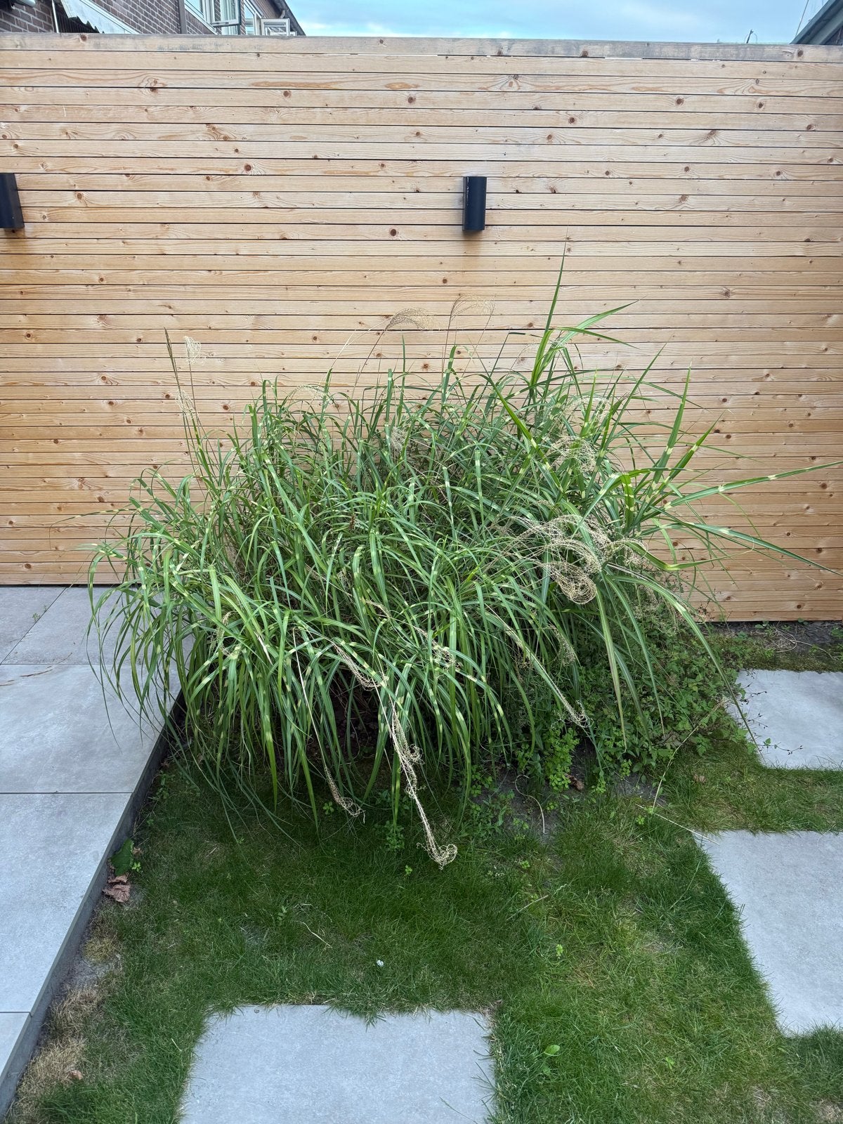 Chinees Riet (Miscanthus) - Zelf uitgraven, Ophalen, Volle zon, Vaste plant, Siergrassen