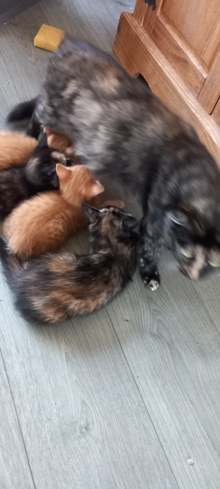 mooie lieve kittens, Dieren en Toebehoren, Meerdere dieren, 0 tot 2 jaar