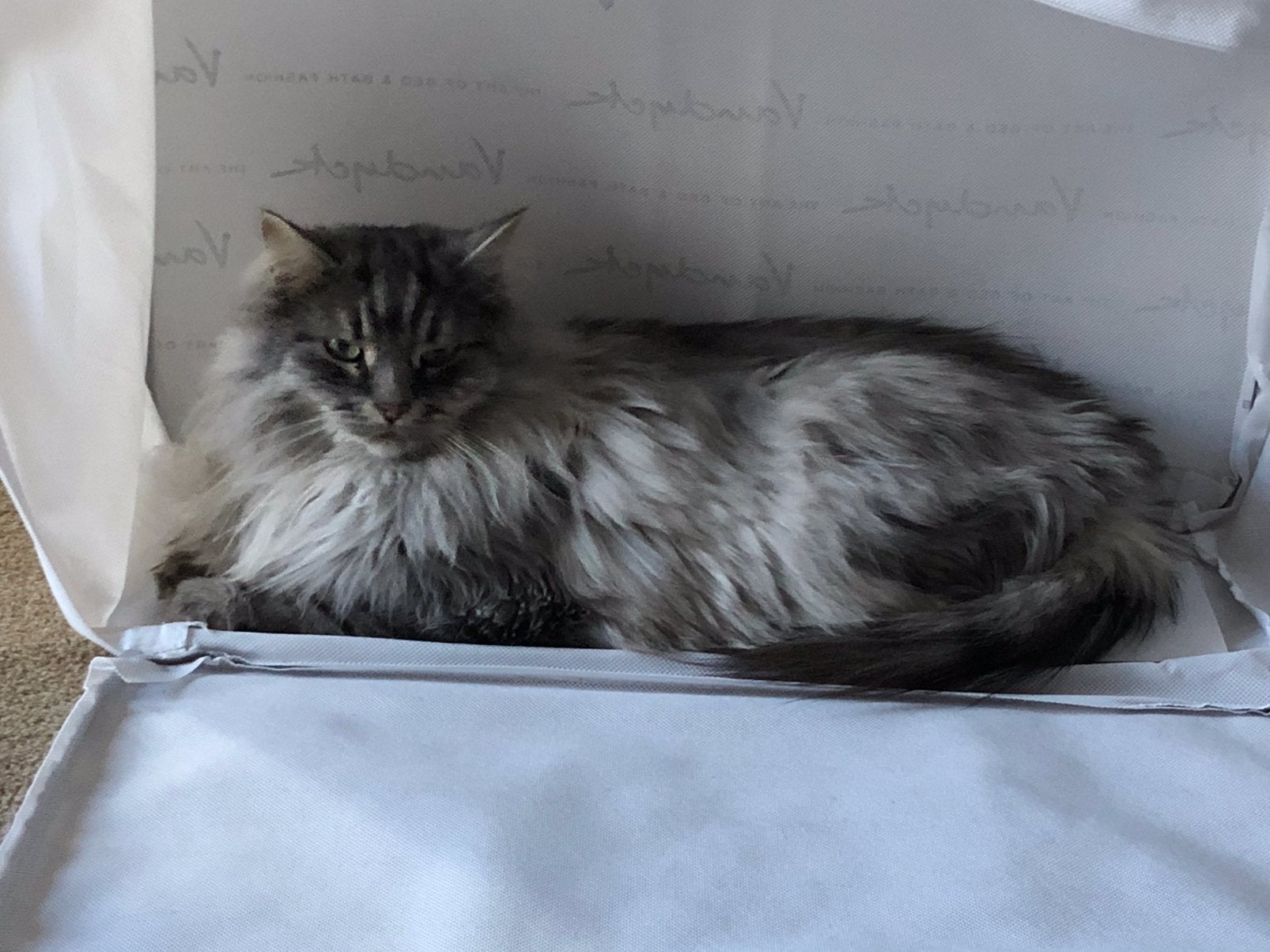 Siberische boskat, Dieren en Toebehoren, Kater, Met stamboom, 6 jaar of ouder