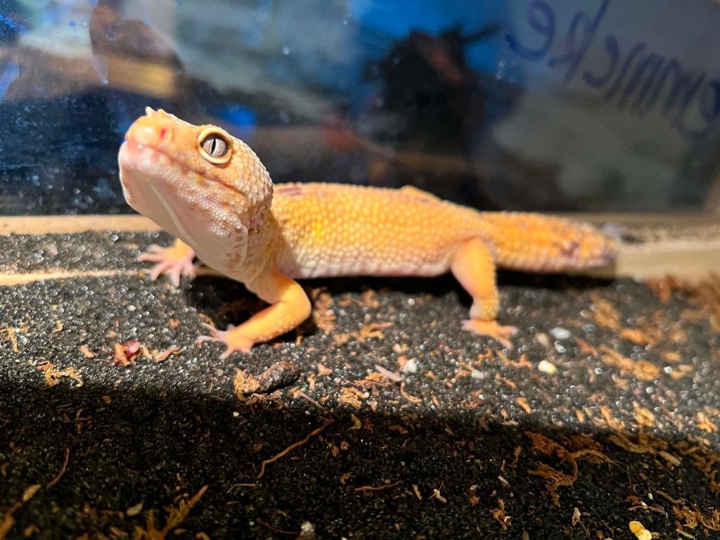 1.1 luipaardgekko Leopard Gecko photo 3