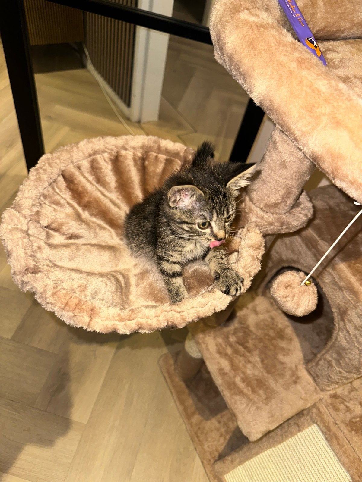 Lief en prachtig poesje zoekt een warm thuis 🐾❤️, Poes