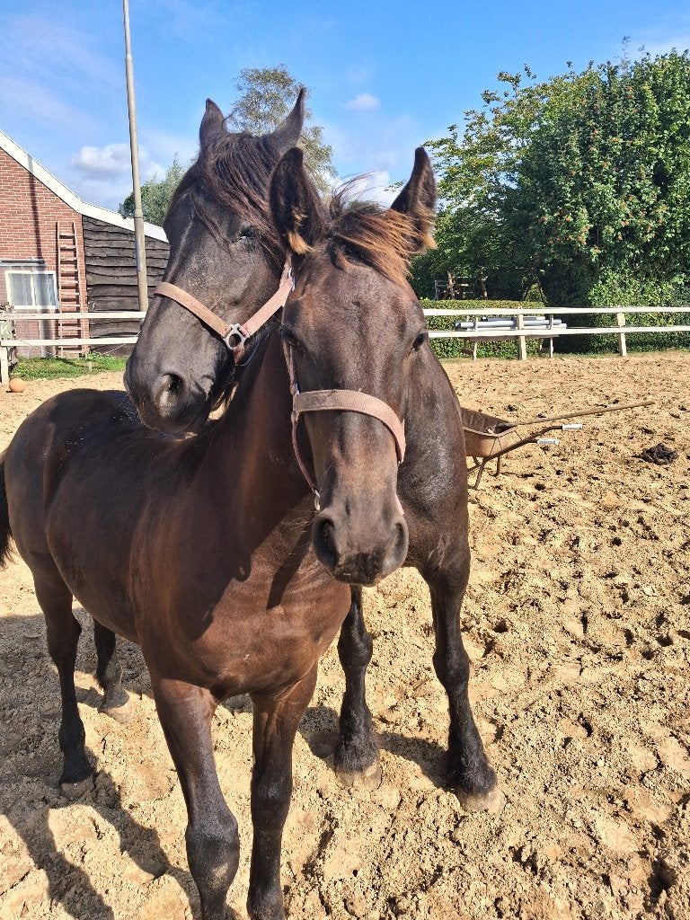 Te koop fokmerrie en hengstveulen, Dieren en Toebehoren, Merrie, Met stamboom, Dressuurpaard, Zadelmak