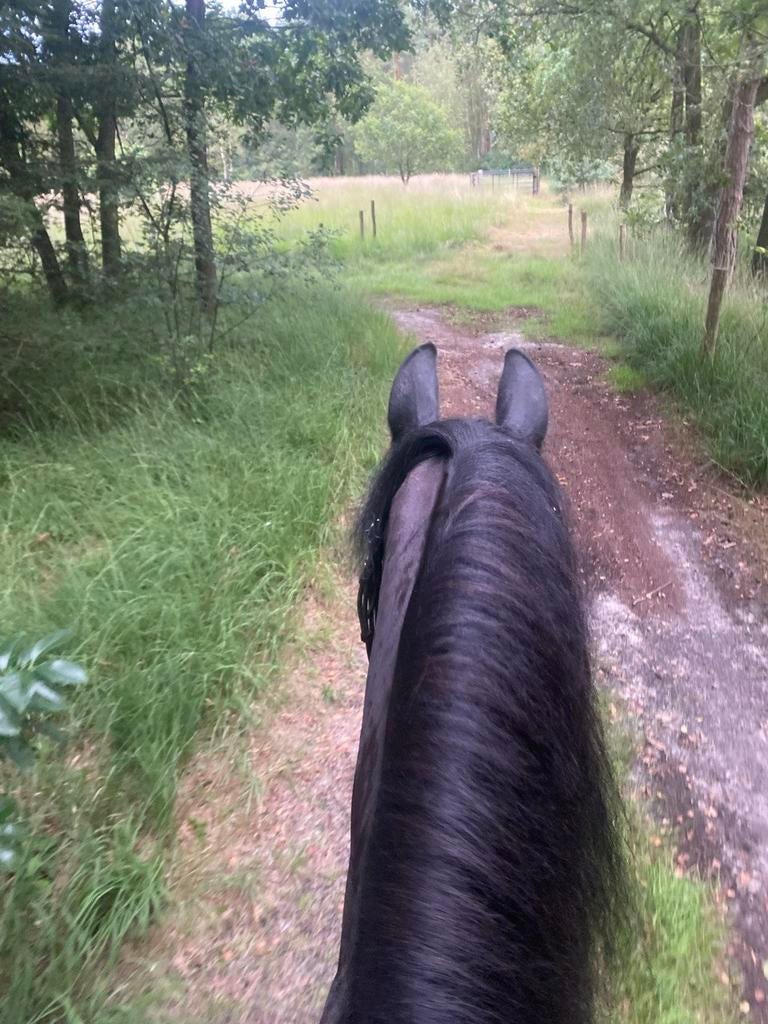 Gezocht! Plek in eigen beheer voor 3 paarden omg gilze ect, Dieren en Toebehoren, Stalling en Weidegang, Weidegang, 2 of 3 paarden of pony's