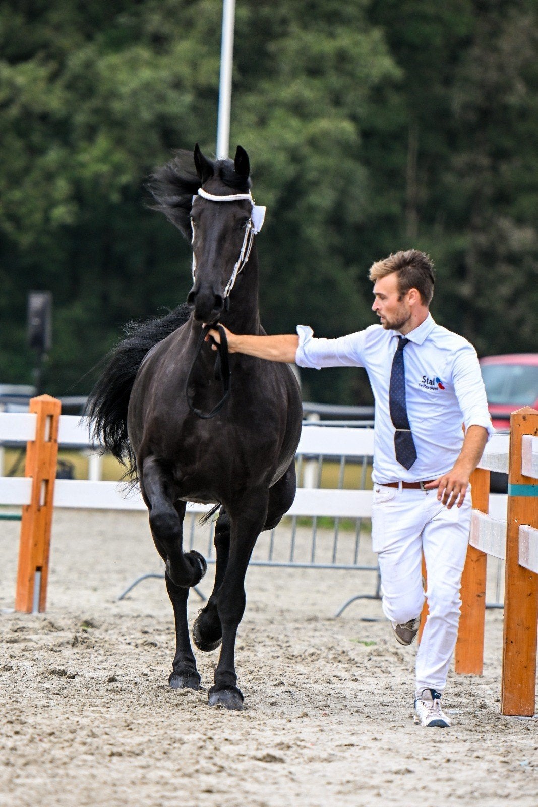 Friese Ster merrie 3jr (Wibout x Tsjalle x Norbert), Merrie, 160 tot 165 cm, Met stamboom, 3 tot 6 jaar