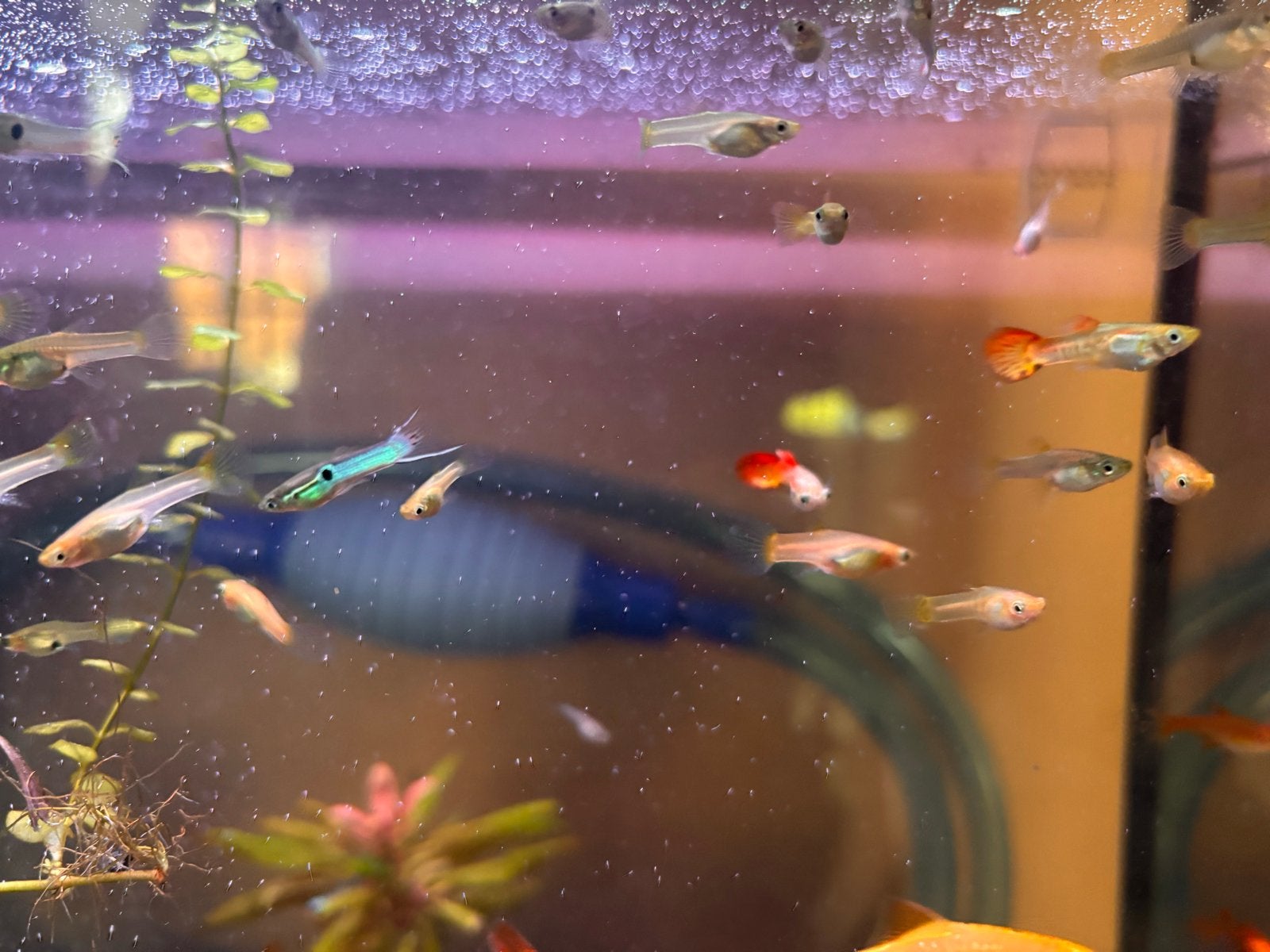Guppies, Dieren en Toebehoren, Vissen | Aquariumvissen, Zoetwatervis