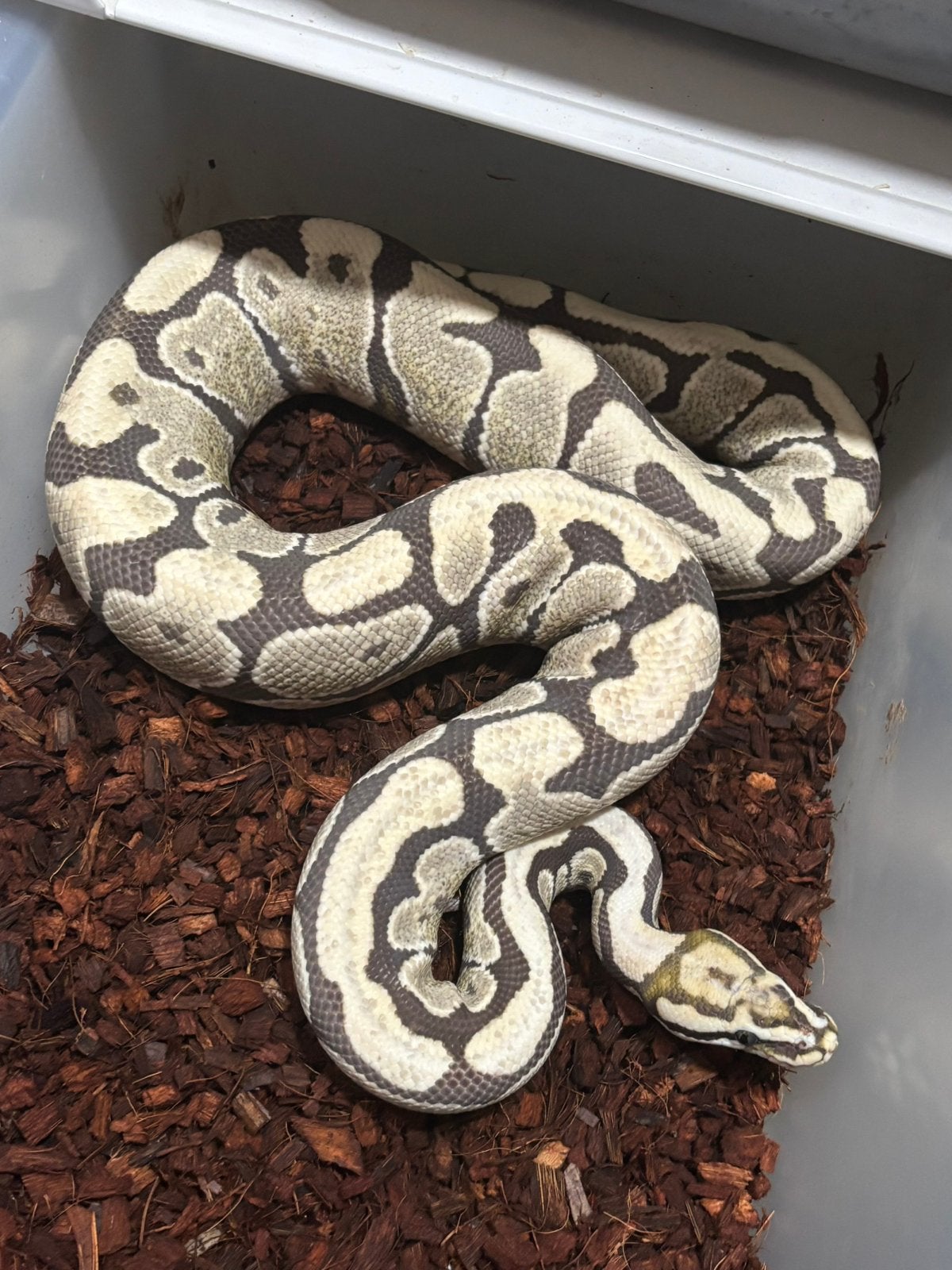 Python Regius - Spotnose Desert Ghost man Ball Python - male for sale from rik