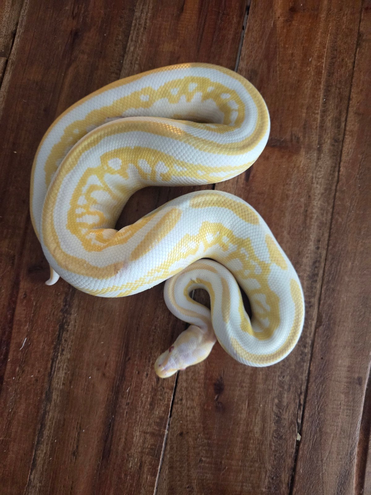 Koningspython / Ball python Ball Python photo 2