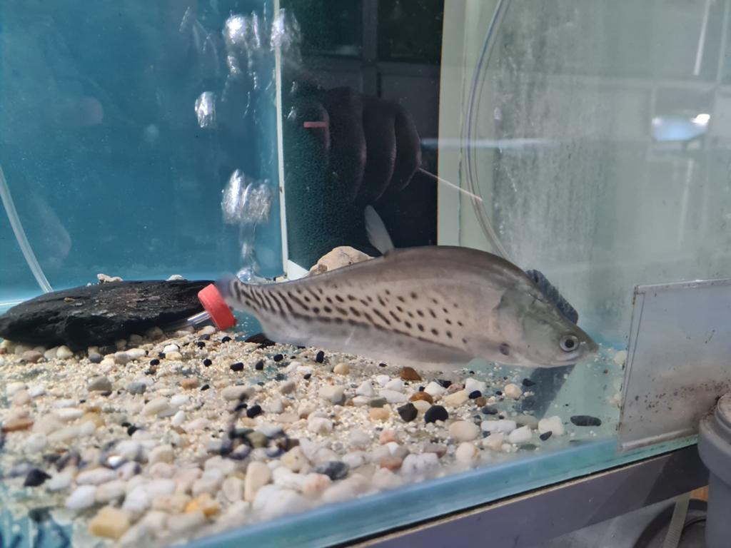 Chitala Blanci, Koningsmesvis, mesvis, Dieren en Toebehoren, Vissen | Aquariumvissen, Vis, Zoetwatervis