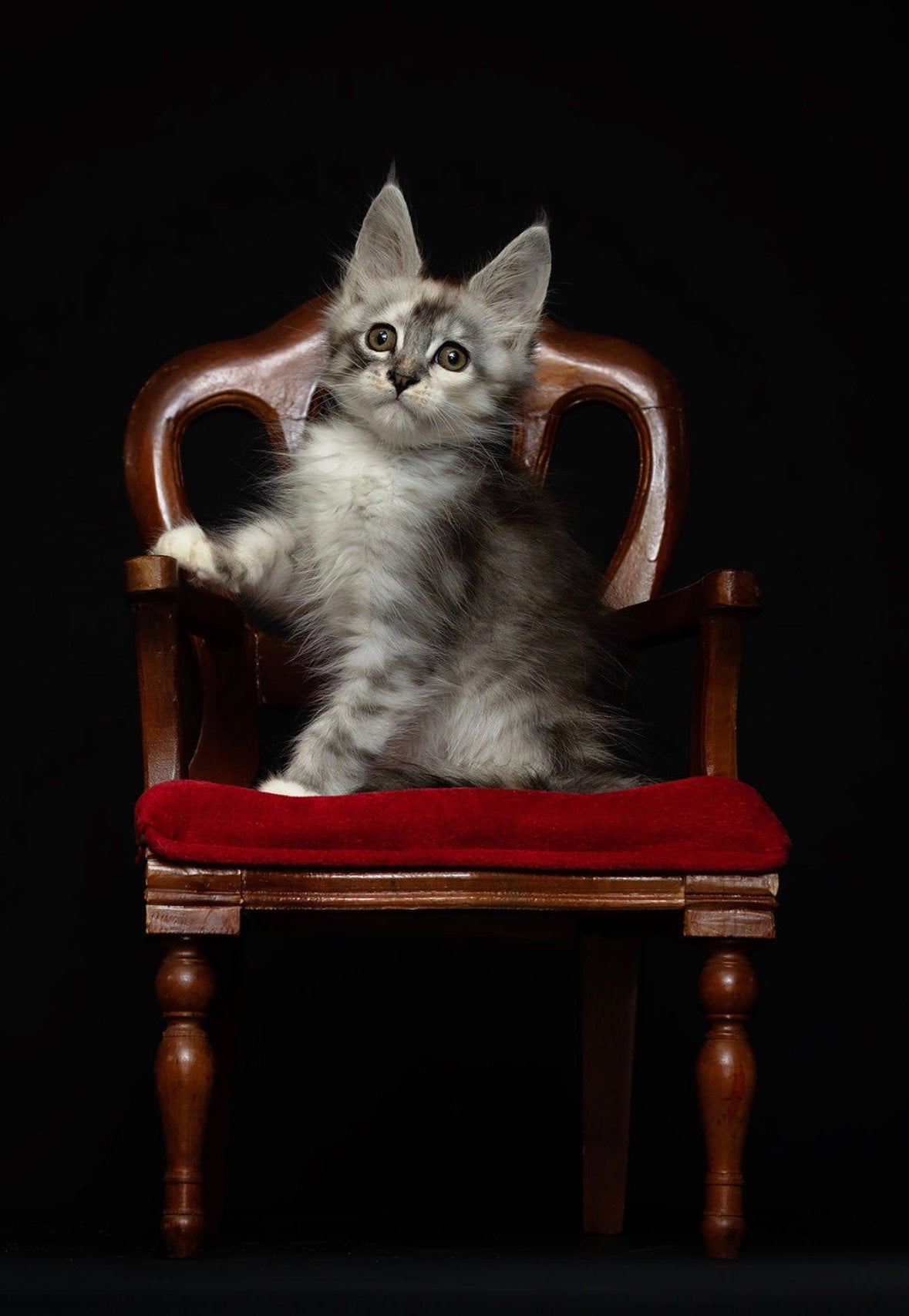Maincoon kittens mogen verhuizen, Meerdere dieren, Met stamboom