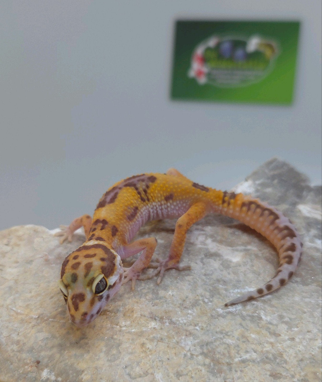 Luipaardgekko Leopard Gecko - unknown for sale from De Waterlelie BV