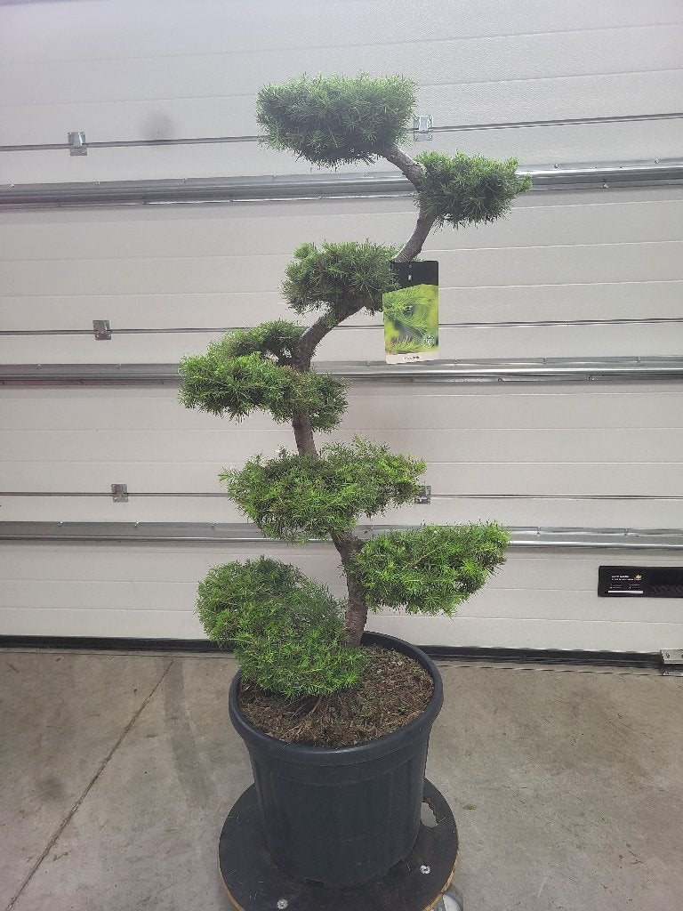 Larix kaempferi Bonsai, Bloeit niet, 100 tot 250 cm, Volle zon, In pot