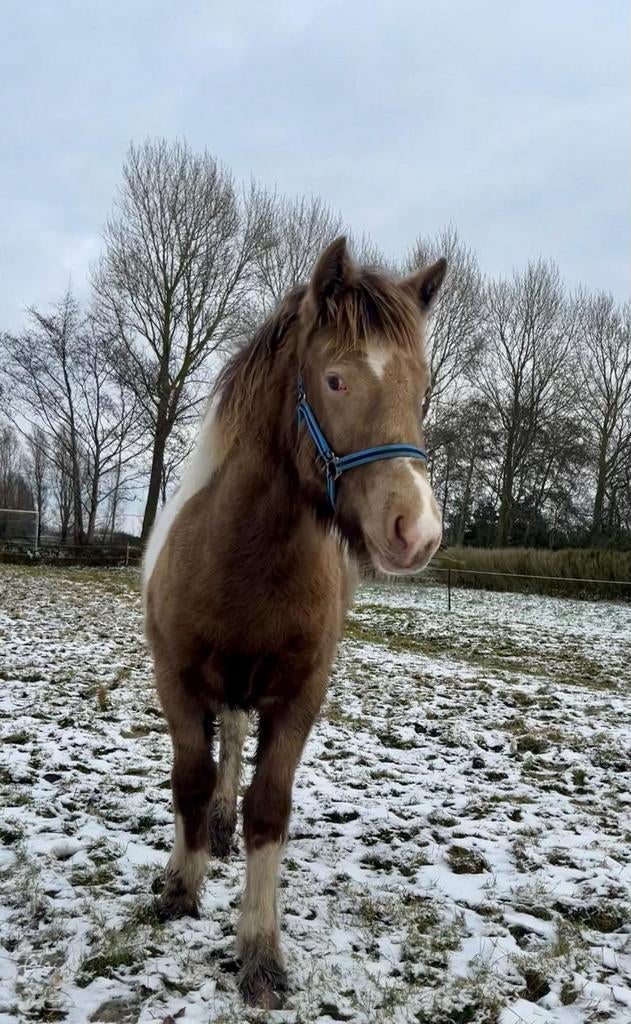 Speelplekje gezocht voor merrie jaarling., Dieren en Toebehoren, Stalling en Weidegang, Opfok
