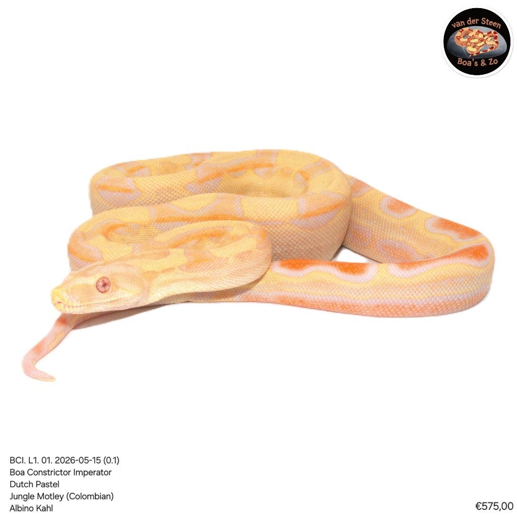 Boa Constrictor Imperator Litter 01 2026 Boa Constrictor - male for sale from Dennis van der Steen