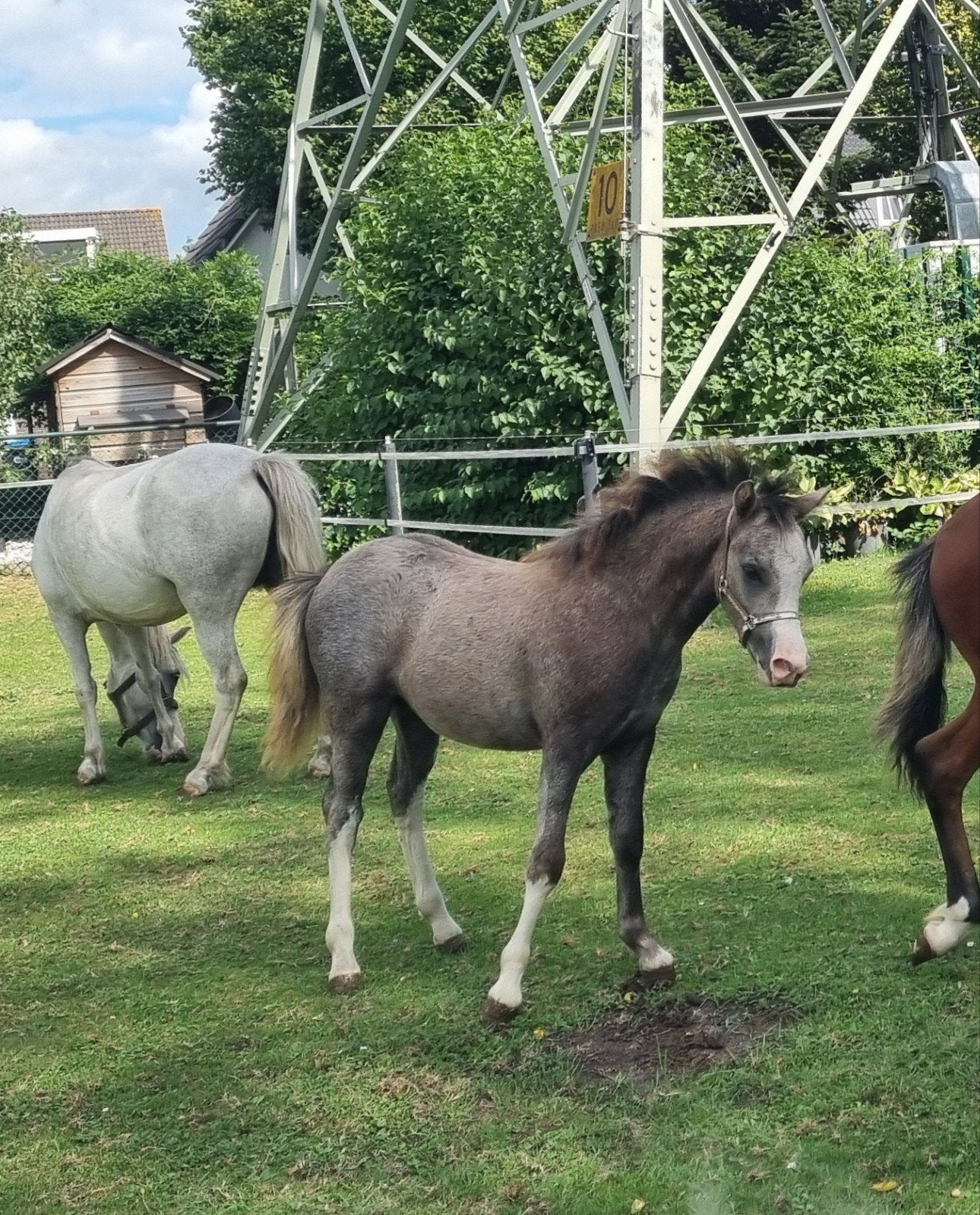 leuk welsh A hengstveulen, Hengst, Met stamboom, 0 tot 2 jaar