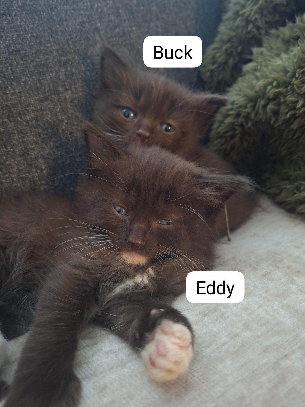 Britse korthaar x Ragdoll kittens, Meerdere dieren, 0 tot 2 jaar