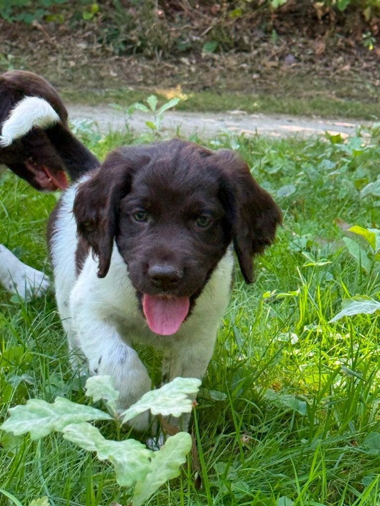 Heidewachtel, Kleine Münsterländer Reutje pup beschikbaar, Dieren en Toebehoren, 8 tot 15 weken, Meerdere, Meerdere dieren, Duitse Staande hond